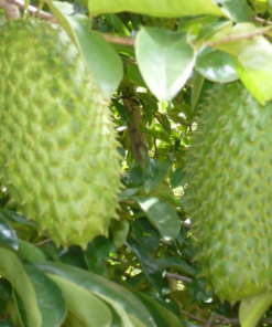 soursop tree