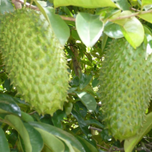 soursop tree