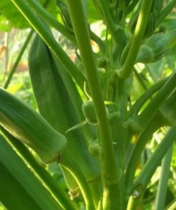 okra farm 02 - safe agriculture products