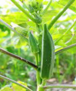 okra farm - safe agriculture products
