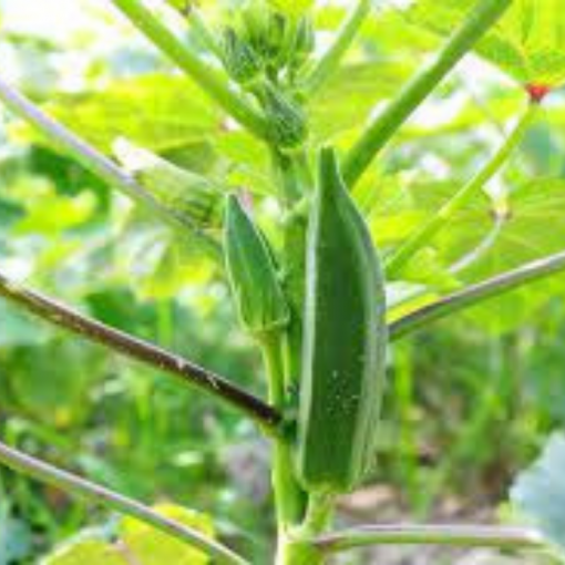 okra farm - safe agriculture products