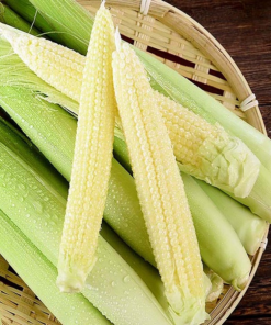 baby corn 02