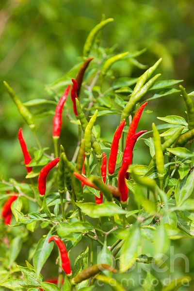 Nine Stars Co Introducing chilli