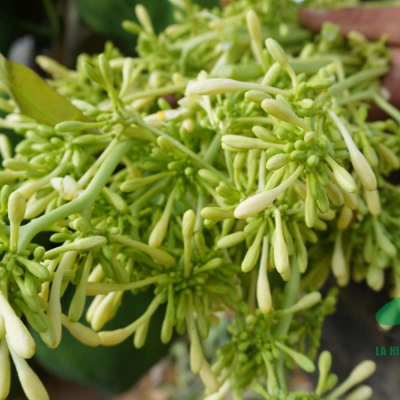 meal papaya flower 04