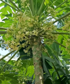 meal papaya flower 03