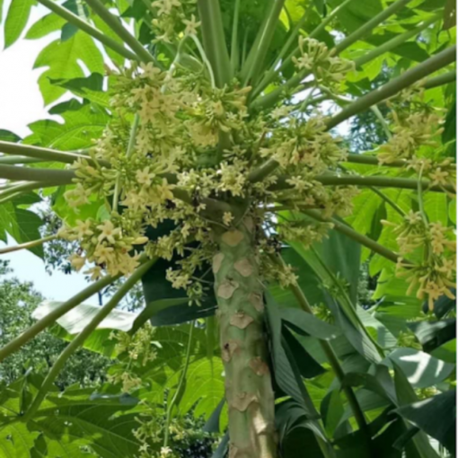 meal papaya flower 03