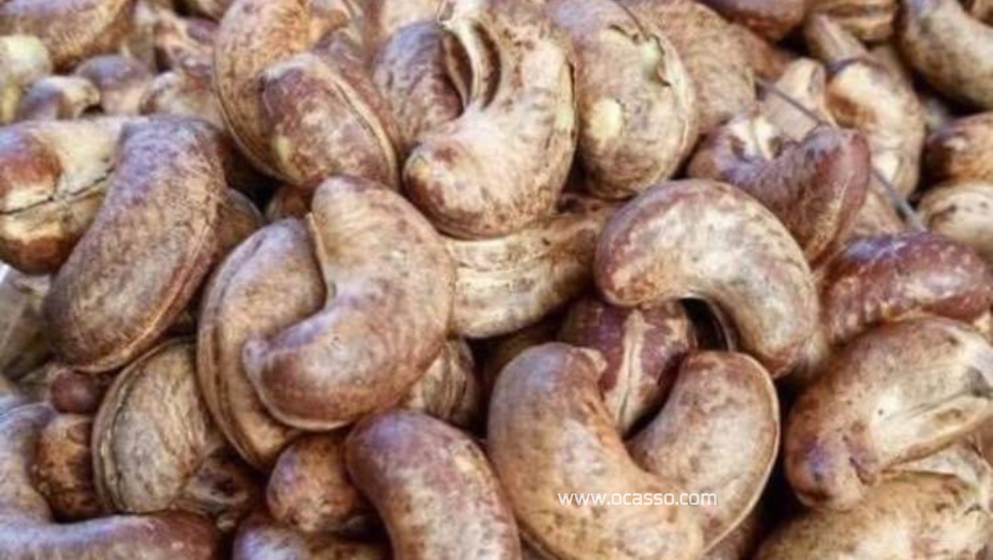 cashew raw material - Nine Stars' Co