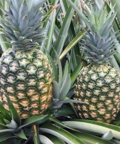 cayenne pineapple