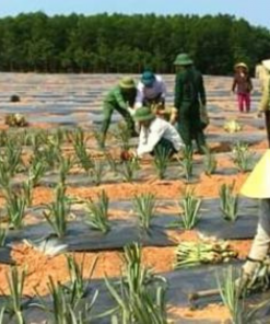 Farmers are planting pineapples on the farm