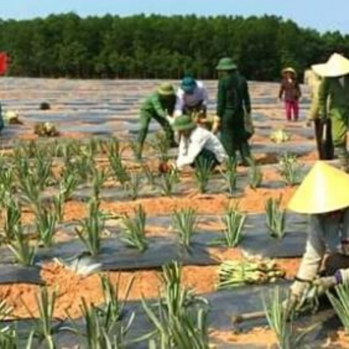 Farmers are planting pineapples on the farm