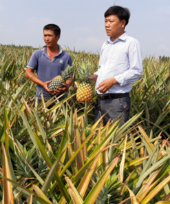 Harvest pineapple 06