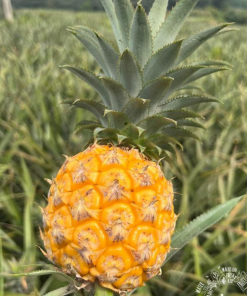 queen pineapple 10