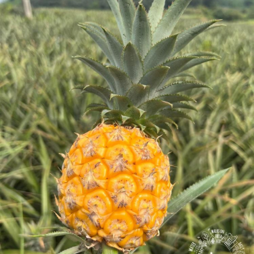 queen pineapple 10