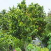 soursop farm