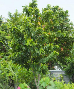 soursop farm