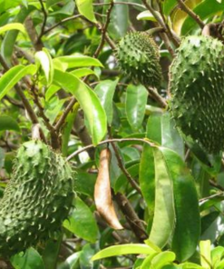 soursop farm