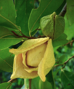 soursop flower