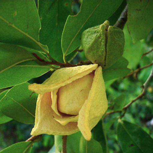 soursop flower