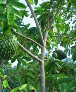 soursop tree