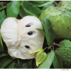 soursop fruit