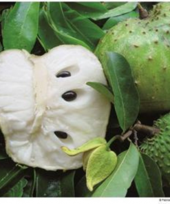 soursop fruit