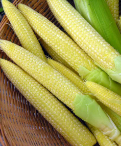 baby corn 01 - safe agriculture products