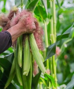 baby corn harvest 02