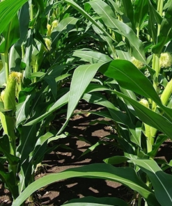 corn farm 01