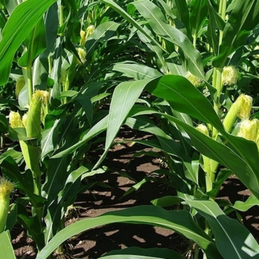 corn farm 01