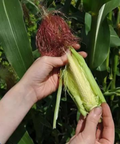 baby corn harvest 01