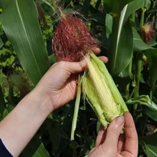 baby corn harvest 01