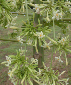 male papaya flower 02