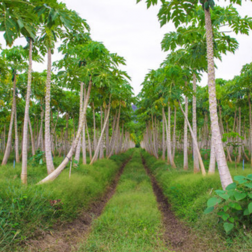 papaya farm