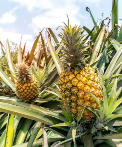 Fruit Products