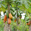 papaya harvest 04