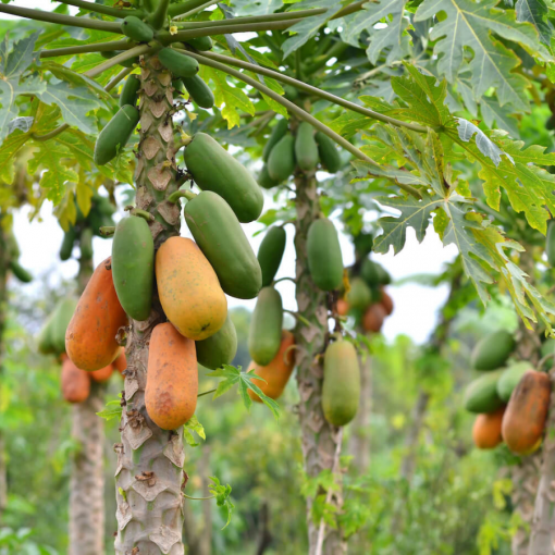 papaya harvest 04