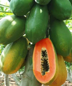papaya harvest 03