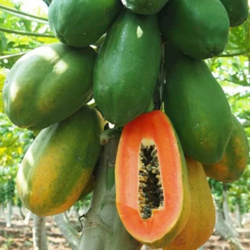 papaya harvest 03