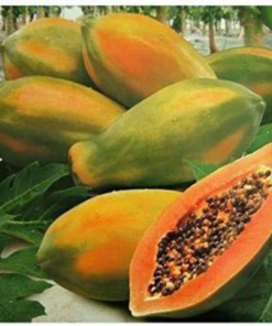 papaya harvest