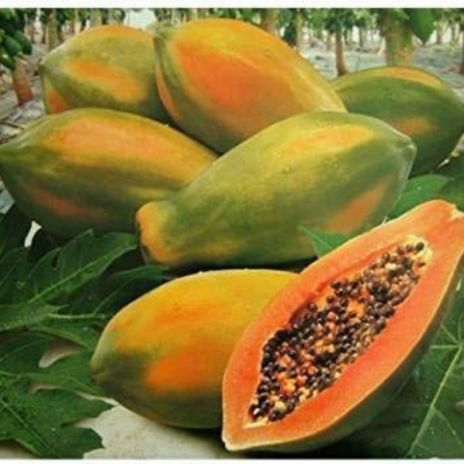 papaya harvest