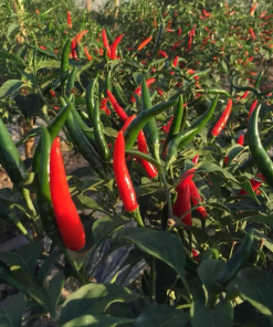 chili harvest