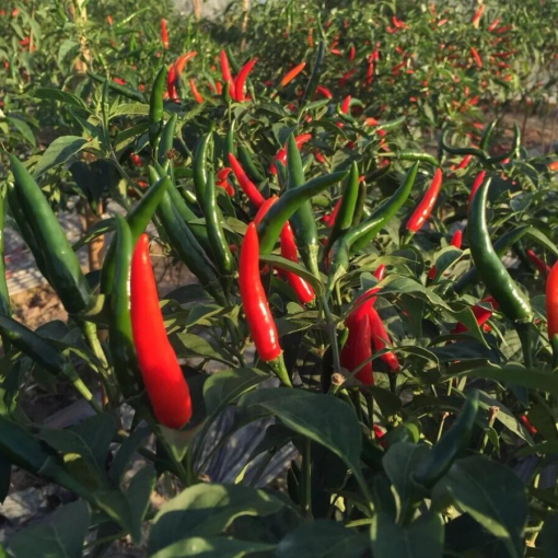 chili harvest