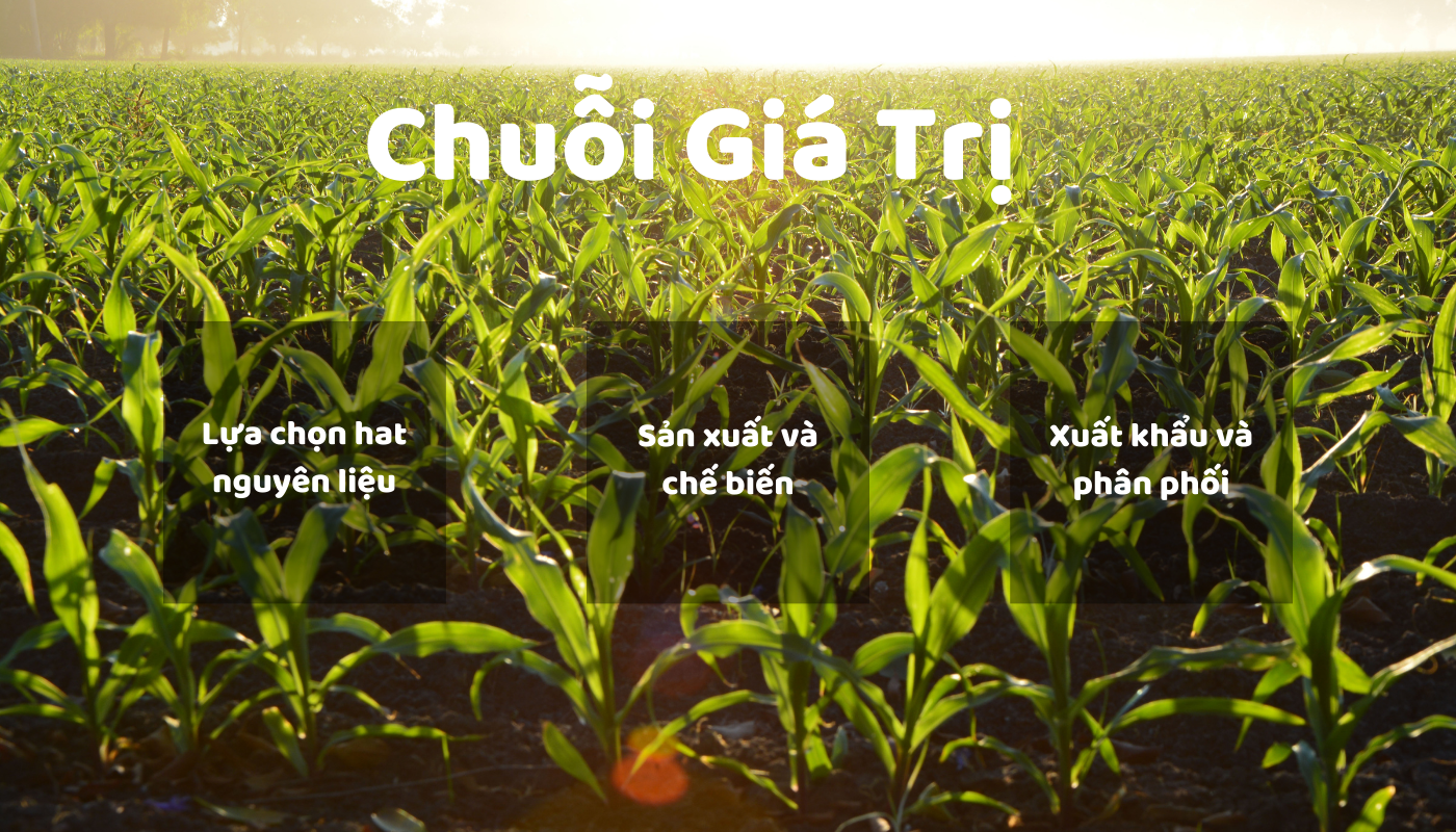 Chuỗi giá trị công ty Chín Ngôi Sao