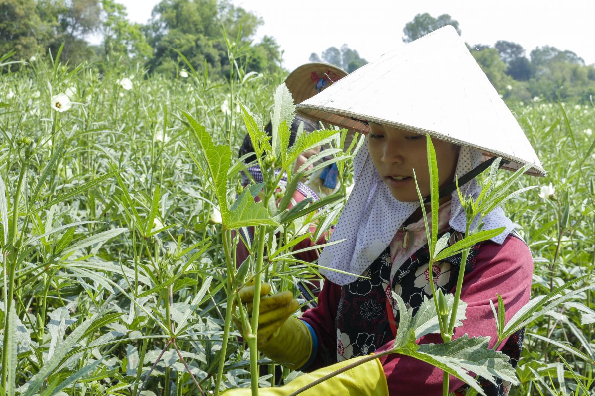harvest okra - safe agriculture product's